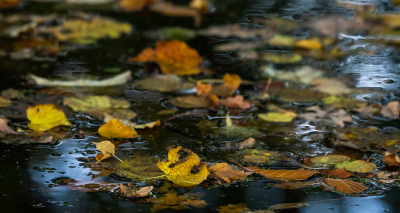 <i class='fa fa-user'></i>&nbsp;Eef Kieft&nbsp;|  Toch nog herfst&nbsp; <i class='fa fa-eye'>&nbsp;59</i> &nbsp; <i class='fa fa-comment-o'>&nbsp;2</i>