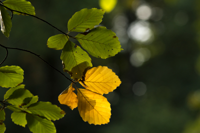 <i class='fa fa-user'></i>&nbsp;Willem Verhagen&nbsp;|  Beuk&nbsp; <i class='fa fa-eye'>&nbsp;45</i> &nbsp; <i class='fa fa-comment-o'>&nbsp;0</i>