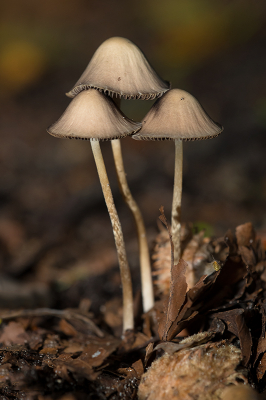 <i class='fa fa-user'></i>&nbsp;Willem Verhagen&nbsp;|  Langsteelfranjehoed&nbsp; <i class='fa fa-eye'>&nbsp;64</i> &nbsp;<i class='fa fa-thumbs-up'>&nbsp;4</i> &nbsp; <i class='fa fa-comment-o'>&nbsp;3</i>