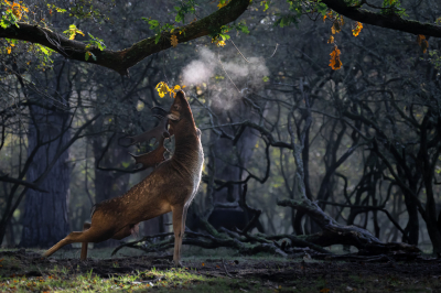 Nature picture: 4. Dama dama / Damhert / Fallow Deer