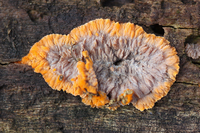 <i class='fa fa-user'></i>&nbsp;Paul Vandebroek&nbsp;|  Oranje Aderzwam&nbsp; <i class='fa fa-eye'>&nbsp;53</i> &nbsp;<i class='fa fa-thumbs-up'>&nbsp;1</i> &nbsp; <i class='fa fa-comment-o'>&nbsp;3</i>