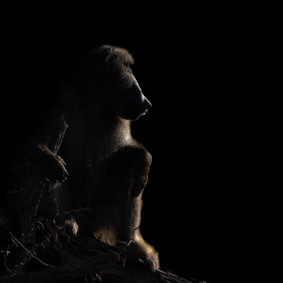 <i class='fa fa-user'></i>&nbsp;harrie69&nbsp;|  Beerbaviaan&nbsp; <i class='fa fa-eye'>&nbsp;104</i> &nbsp;<i class='fa fa-thumbs-up'>&nbsp;3</i> &nbsp; <i class='fa fa-comment-o'>&nbsp;2</i>