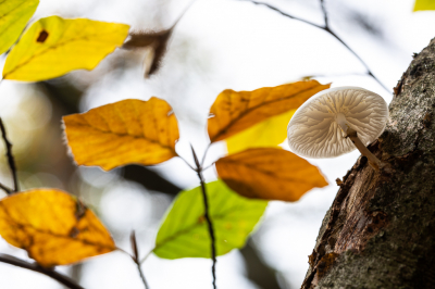 <i class='fa fa-user'></i>&nbsp;David&nbsp;|  Porseleinzwam&nbsp; <i class='fa fa-eye'>&nbsp;58</i> &nbsp;<i class='fa fa-thumbs-up'>&nbsp;3</i> &nbsp; <i class='fa fa-comment-o'>&nbsp;2</i>