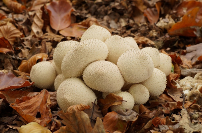 <i class='fa fa-user'></i>&nbsp;Jelle Bakker&nbsp;|  Parelstuifzwam&nbsp; <i class='fa fa-eye'>&nbsp;62</i> &nbsp;<i class='fa fa-thumbs-up'>&nbsp;1</i> &nbsp; <i class='fa fa-comment-o'>&nbsp;2</i>