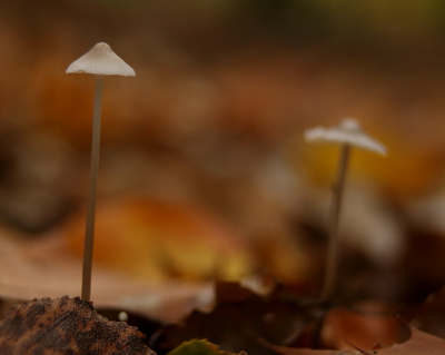 <i class='fa fa-user'></i>&nbsp;rixte&nbsp;|  Mycena sp.&nbsp; <i class='fa fa-eye'>&nbsp;62</i> &nbsp; <i class='fa fa-comment-o'>&nbsp;3</i>