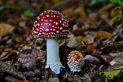 <i class='fa fa-user'></i>&nbsp;hesterb&nbsp;|  Vliegenzwam&nbsp; <i class='fa fa-eye'>&nbsp;66</i> &nbsp; <i class='fa fa-comment-o'>&nbsp;7</i>