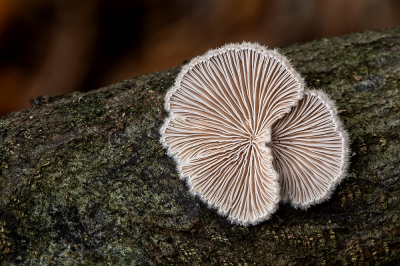 <i class='fa fa-user'></i>&nbsp;Johan van Gurp&nbsp;|  Waaiertje&nbsp; <i class='fa fa-eye'>&nbsp;51</i> &nbsp;<i class='fa fa-thumbs-up'>&nbsp;2</i> &nbsp; <i class='fa fa-comment-o'>&nbsp;0</i>