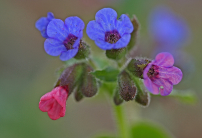 <i class='fa fa-user'></i>&nbsp;Cor&nbsp;|  Gevlekt Longkruid&nbsp; <i class='fa fa-eye'>&nbsp;90</i> &nbsp;<i class='fa fa-thumbs-up'>&nbsp;10</i> &nbsp; <i class='fa fa-comment-o'>&nbsp;6</i>