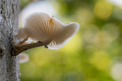 <i class='fa fa-user'></i>&nbsp;Willem Verhagen&nbsp;|  Porseleinzwam&nbsp; <i class='fa fa-eye'>&nbsp;78</i> &nbsp; <i class='fa fa-comment-o'>&nbsp;6</i>