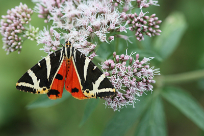 <i class='fa fa-user'></i>&nbsp;Paul Vandebroek&nbsp;|  Spaanse Vlag&nbsp; <i class='fa fa-eye'>&nbsp;83</i> &nbsp;<i class='fa fa-thumbs-up'>&nbsp;6</i> &nbsp; <i class='fa fa-comment-o'>&nbsp;5</i>