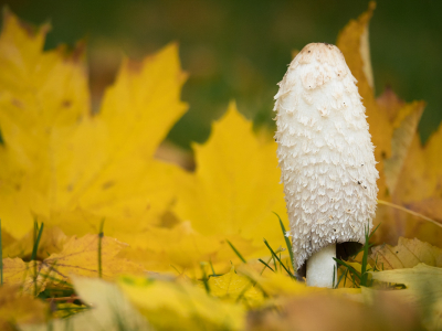 <i class='fa fa-user'></i>&nbsp;Truus Aletta Maan&nbsp;|  Geschubde Inktzwam&nbsp; <i class='fa fa-eye'>&nbsp;68</i> &nbsp;<i class='fa fa-thumbs-up'>&nbsp;1</i> &nbsp; <i class='fa fa-comment-o'>&nbsp;6</i>