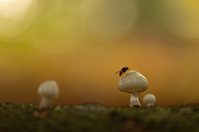 <i class='fa fa-user'></i>&nbsp;Niels72&nbsp;|  Porseleinzwam&nbsp; <i class='fa fa-eye'>&nbsp;75</i> &nbsp; <i class='fa fa-comment-o'>&nbsp;5</i>