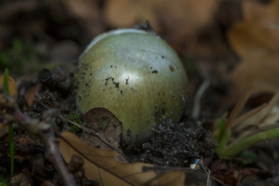 <i class='fa fa-user'></i>&nbsp;Willem Verhagen&nbsp;|  Groene Knolamaniet&nbsp; <i class='fa fa-eye'>&nbsp;79</i> &nbsp; <i class='fa fa-comment-o'>&nbsp;4</i>