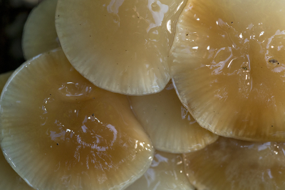 <i class='fa fa-user'></i>&nbsp;Willem Verhagen&nbsp;|  Porseleinzwam&nbsp; <i class='fa fa-eye'>&nbsp;48</i> &nbsp; <i class='fa fa-comment-o'>&nbsp;1</i>