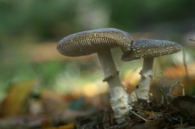 <i class='fa fa-user'></i>&nbsp;Jasper&nbsp;|  Panteramaniet&nbsp; <i class='fa fa-eye'>&nbsp;54</i> &nbsp; <i class='fa fa-comment-o'>&nbsp;3</i>