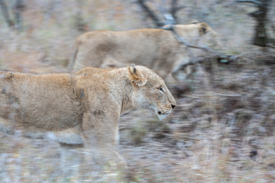 <i class='fa fa-user'></i>&nbsp;harrie69&nbsp;|  Leeuw&nbsp; <i class='fa fa-eye'>&nbsp;91</i> &nbsp;<i class='fa fa-thumbs-up'>&nbsp;1</i> &nbsp; <i class='fa fa-comment-o'>&nbsp;5</i>