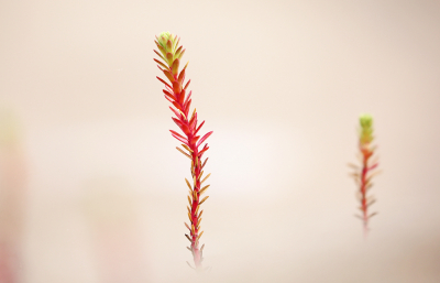 <i class='fa fa-user'></i>&nbsp;Pieter  LJ&nbsp;|  Zeewolfsmelk&nbsp; <i class='fa fa-eye'>&nbsp;72</i> &nbsp;<i class='fa fa-thumbs-up'>&nbsp;10</i> &nbsp; <i class='fa fa-comment-o'>&nbsp;5</i>