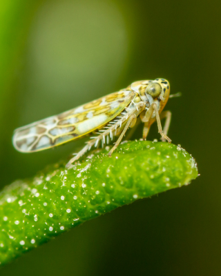 Deze kleine dwergcicade had ik bijna gemist, hij zat het topje van een rozemarijnblaadje, slechts 2 a 3mm groot. Met het blote oog een klein wit/gelig insectje. Maar wat een details, bizar. Dat zie je echt alleen met macro opnames.


De naamgeving heb ik hier gevonden: https://waarneming.nl/species/157163/names/