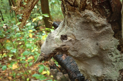 <i class='fa fa-user'></i>&nbsp;A. Soeting&nbsp;|  Sculptuur van een vogel&nbsp; <i class='fa fa-eye'>&nbsp;67</i> &nbsp; <i class='fa fa-comment-o'>&nbsp;4</i>