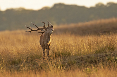 <i class='fa fa-user'></i>&nbsp;Luc Meert&nbsp;|  Edelhert&nbsp; <i class='fa fa-eye'>&nbsp;101</i> &nbsp;<i class='fa fa-thumbs-up'>&nbsp;3</i> &nbsp; <i class='fa fa-comment-o'>&nbsp;5</i>