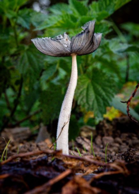 <i class='fa fa-user'></i>&nbsp;ErnovanDoorn&nbsp;|  Hazenpootje&nbsp; <i class='fa fa-eye'>&nbsp;68</i> &nbsp; <i class='fa fa-comment-o'>&nbsp;6</i>