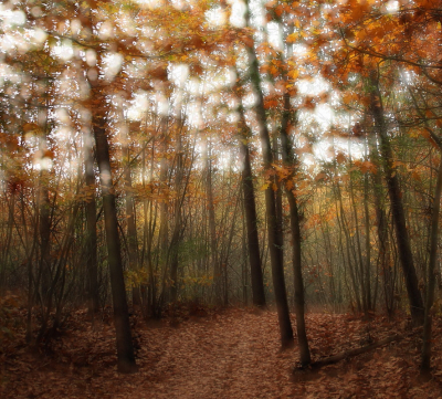 <i class='fa fa-user'></i>&nbsp;rixte&nbsp;|  Herfstbos&nbsp; <i class='fa fa-eye'>&nbsp;68</i> &nbsp;<i class='fa fa-thumbs-up'>&nbsp;5</i> &nbsp; <i class='fa fa-comment-o'>&nbsp;7</i>