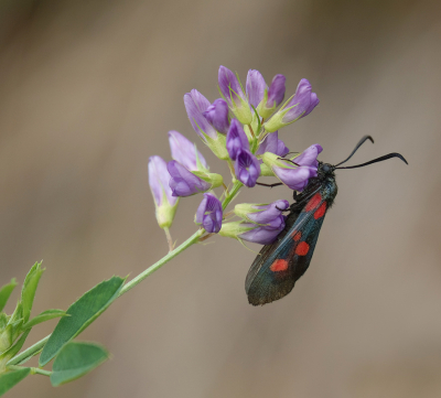 <i class='fa fa-user'></i>&nbsp;Jurgen Maassen&nbsp;|  Vijfvlek-sint-jansvlinder&nbsp; <i class='fa fa-eye'>&nbsp;61</i> &nbsp;<i class='fa fa-thumbs-up'>&nbsp;7</i> &nbsp; <i class='fa fa-comment-o'>&nbsp;2</i>