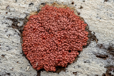 <i class='fa fa-user'></i>&nbsp;Johan van Gurp&nbsp;|  Slijmzwam sp.&nbsp; <i class='fa fa-eye'>&nbsp;92</i> &nbsp;<i class='fa fa-thumbs-up'>&nbsp;3</i> &nbsp; <i class='fa fa-comment-o'>&nbsp;6</i>