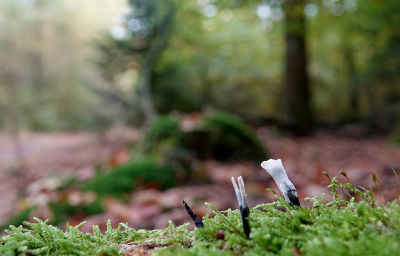 <i class='fa fa-user'></i>&nbsp;nelappelmelk&nbsp;|  Geweizwam&nbsp; <i class='fa fa-eye'>&nbsp;67</i> &nbsp; <i class='fa fa-comment-o'>&nbsp;6</i>