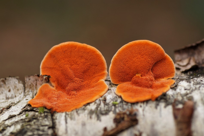 <i class='fa fa-user'></i>&nbsp;Jelle Bakker&nbsp;|  Vermiljoenhoutzwam&nbsp; <i class='fa fa-eye'>&nbsp;52</i> &nbsp;<i class='fa fa-thumbs-up'>&nbsp;1</i> &nbsp; <i class='fa fa-comment-o'>&nbsp;3</i>