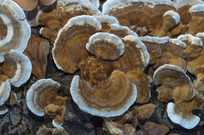 <i class='fa fa-user'></i>&nbsp;Willem Verhagen&nbsp;|  Gezoneerd Elfenbankje&nbsp; <i class='fa fa-eye'>&nbsp;49</i> &nbsp; <i class='fa fa-comment-o'>&nbsp;5</i>