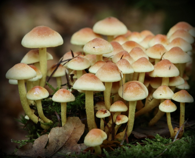 <i class='fa fa-user'></i>&nbsp;Tineke Strijbosch&nbsp;|  Gewone Zwavelkop&nbsp; <i class='fa fa-eye'>&nbsp;41</i> &nbsp;<i class='fa fa-thumbs-up'>&nbsp;1</i> &nbsp; <i class='fa fa-comment-o'>&nbsp;5</i>