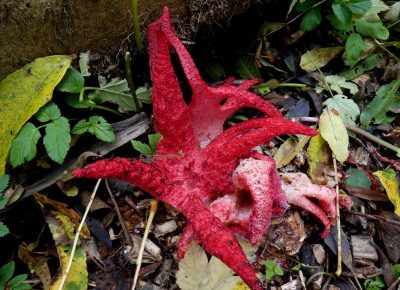 <i class='fa fa-user'></i>&nbsp;B.M.Schouten-Ruis&nbsp;|  Inktviszwam&nbsp; <i class='fa fa-eye'>&nbsp;101</i> &nbsp;<i class='fa fa-thumbs-up'>&nbsp;1</i> &nbsp; <i class='fa fa-comment-o'>&nbsp;10</i>