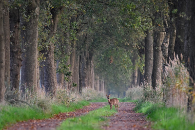 <i class='fa fa-user'></i>&nbsp;robert-jan&nbsp;|  Ree&nbsp; <i class='fa fa-eye'>&nbsp;97</i> &nbsp;<i class='fa fa-thumbs-up'>&nbsp;1</i> &nbsp; <i class='fa fa-comment-o'>&nbsp;5</i>