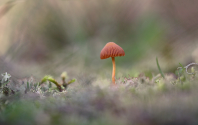 <i class='fa fa-user'></i>&nbsp;Pieter  LJ&nbsp;|  Mosklokje sp.&nbsp; <i class='fa fa-eye'>&nbsp;57</i> &nbsp;<i class='fa fa-thumbs-up'>&nbsp;2</i> &nbsp; <i class='fa fa-comment-o'>&nbsp;9</i>