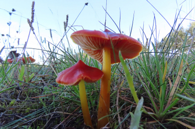 <i class='fa fa-user'></i>&nbsp;A. Soeting&nbsp;|  Zwartwordende Wasplaat&nbsp; <i class='fa fa-eye'>&nbsp;72</i> &nbsp; <i class='fa fa-comment-o'>&nbsp;1</i>