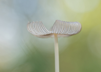 <i class='fa fa-user'></i>&nbsp;Tom&nbsp;|  Hazenpootje&nbsp; <i class='fa fa-eye'>&nbsp;71</i> &nbsp;<i class='fa fa-thumbs-up'>&nbsp;6</i> &nbsp; <i class='fa fa-comment-o'>&nbsp;7</i>