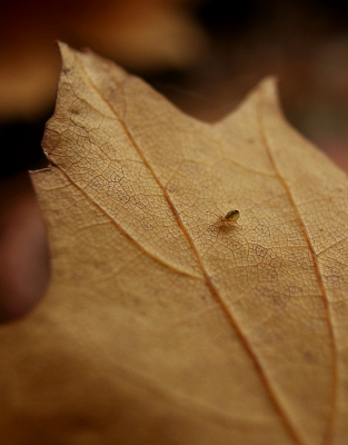 <i class='fa fa-user'></i>&nbsp;rixte&nbsp;|  Dicyrtomina ornata&nbsp; <i class='fa fa-eye'>&nbsp;58</i> &nbsp; <i class='fa fa-comment-o'>&nbsp;3</i>