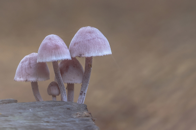 <i class='fa fa-user'></i>&nbsp;Johan van Gurp&nbsp;|  Grote Bloedsteelmycena&nbsp; <i class='fa fa-eye'>&nbsp;74</i> &nbsp;<i class='fa fa-thumbs-up'>&nbsp;12</i> &nbsp; <i class='fa fa-comment-o'>&nbsp;8</i>