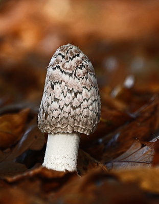 <i class='fa fa-user'></i>&nbsp;nelappelmelk&nbsp;|  Spechtinktzwam&nbsp; <i class='fa fa-eye'>&nbsp;92</i> &nbsp;<i class='fa fa-thumbs-up'>&nbsp;1</i> &nbsp; <i class='fa fa-comment-o'>&nbsp;8</i>