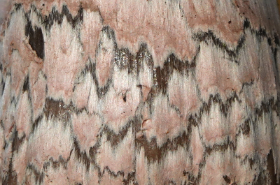 <i class='fa fa-user'></i>&nbsp;nelappelmelk&nbsp;|  Spechtinktzwam&nbsp; <i class='fa fa-eye'>&nbsp;74</i> &nbsp;<i class='fa fa-thumbs-up'>&nbsp;1</i> &nbsp; <i class='fa fa-comment-o'>&nbsp;4</i>