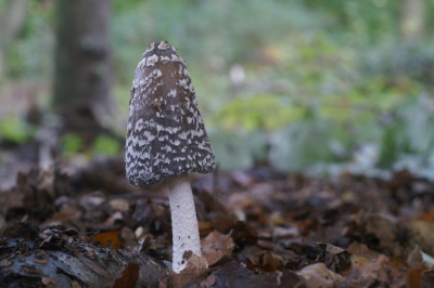 <i class='fa fa-user'></i>&nbsp;Jasper&nbsp;|  Spechtinktzwam&nbsp; <i class='fa fa-eye'>&nbsp;62</i> &nbsp; <i class='fa fa-comment-o'>&nbsp;3</i>