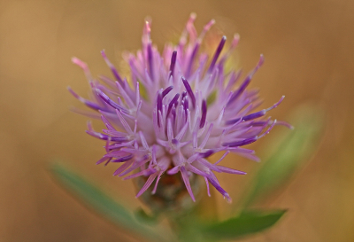 <i class='fa fa-user'></i>&nbsp;Cor&nbsp;|  Knoopkruid&nbsp; <i class='fa fa-eye'>&nbsp;58</i> &nbsp;<i class='fa fa-thumbs-up'>&nbsp;10</i> &nbsp; <i class='fa fa-comment-o'>&nbsp;6</i>