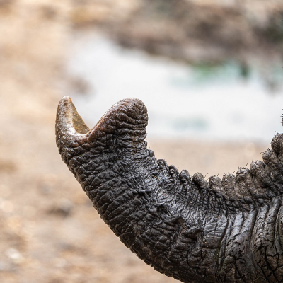 <i class='fa fa-user'></i>&nbsp;harrie69&nbsp;|  Afrikaanse Olifant&nbsp; <i class='fa fa-eye'>&nbsp;76</i> &nbsp; <i class='fa fa-comment-o'>&nbsp;1</i>