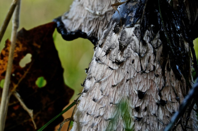 <i class='fa fa-user'></i>&nbsp;hesterb&nbsp;|  Geschubde Inktzwam&nbsp; <i class='fa fa-eye'>&nbsp;80</i> &nbsp; <i class='fa fa-comment-o'>&nbsp;3</i>