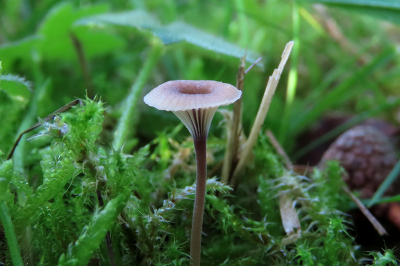 <i class='fa fa-user'></i>&nbsp;A. Soeting&nbsp;|  Paarsharttrechtertje&nbsp; <i class='fa fa-eye'>&nbsp;57</i> &nbsp; <i class='fa fa-comment-o'>&nbsp;3</i>