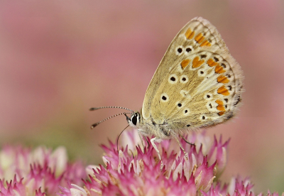 <i class='fa fa-user'></i>&nbsp;Nel R&nbsp;|  Bruin Blauwtje&nbsp; <i class='fa fa-eye'>&nbsp;86</i> &nbsp;<i class='fa fa-thumbs-up'>&nbsp;8</i> &nbsp; <i class='fa fa-comment-o'>&nbsp;6</i>