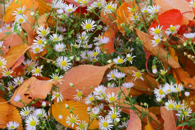 <i class='fa fa-user'></i>&nbsp;Robert Rodenburg&nbsp;|  Zomerfijnstraal&nbsp; <i class='fa fa-eye'>&nbsp;78</i> &nbsp; <i class='fa fa-comment-o'>&nbsp;6</i>