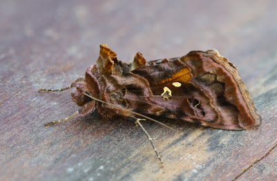 <i class='fa fa-user'></i>&nbsp;Robert Rodenburg&nbsp;|  Donkere Jota-uil&nbsp; <i class='fa fa-eye'>&nbsp;116</i> &nbsp;<i class='fa fa-thumbs-up'>&nbsp;6</i> &nbsp; <i class='fa fa-comment-o'>&nbsp;12</i>