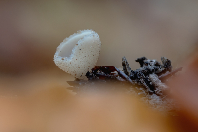 <i class='fa fa-user'></i>&nbsp;Johan van Gurp&nbsp;|  Gekarteld Leemkelkje&nbsp; <i class='fa fa-eye'>&nbsp;95</i> &nbsp;<i class='fa fa-thumbs-up'>&nbsp;8</i> &nbsp; <i class='fa fa-comment-o'>&nbsp;8</i>